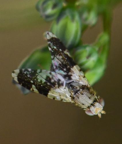 Réf. 261 349 : Tephritis formosa